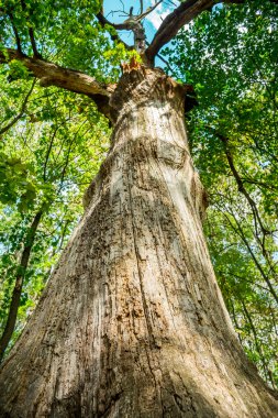 doğa Avrupa, Ukrayna