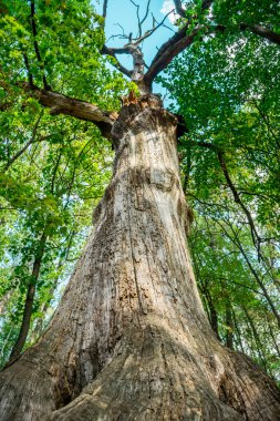 doğa Avrupa, Ukrayna