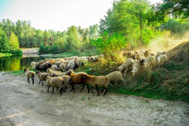 gün batımı ışınları koyun