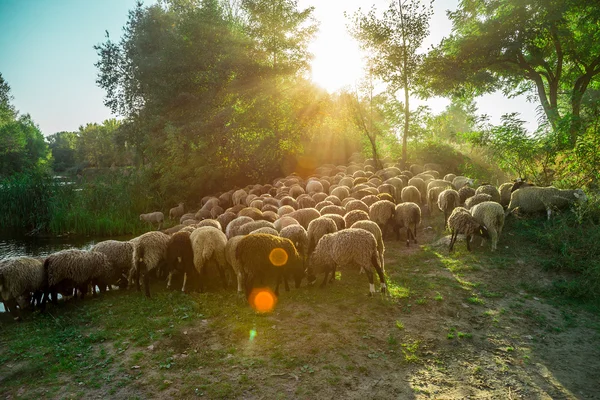 gün batımı ışınları koyun