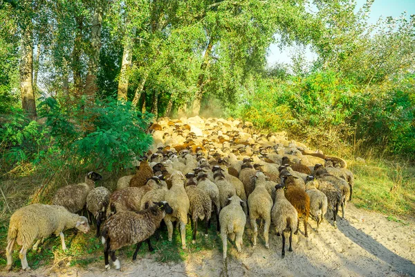 gün batımı ışınları koyun