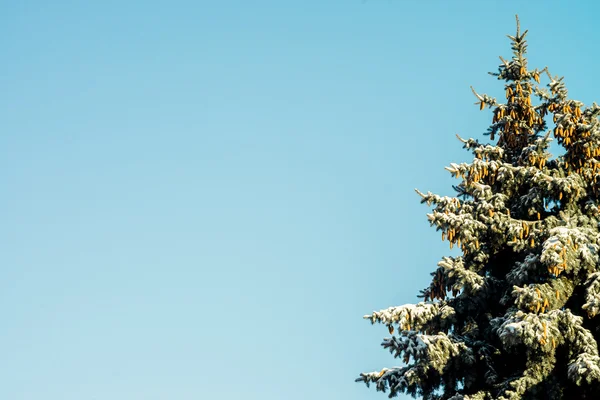 fir tree sun snow