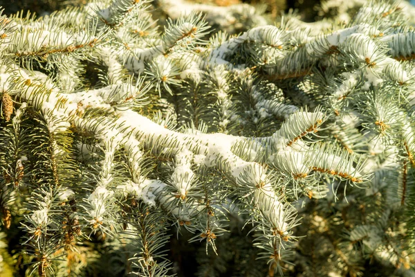 Tannenbaum Sonne Schnee — Stockfoto