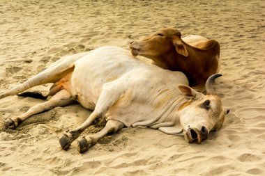 Hindistan, Goa, Vagator