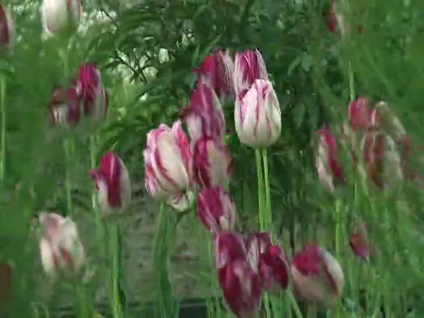 Böen starker Wind knickt Tulpen um — Stockvideo