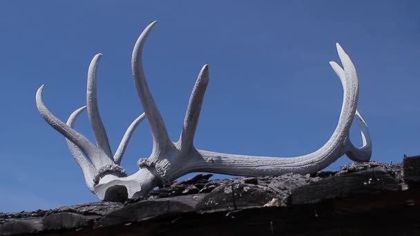 하카스 공화국의 전통적인 주거 입구 위에 사슴 뿔 — 비디오