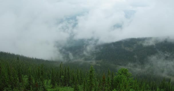 Mañana brumosa en el bosque de coníferas / vueltas de tiempo — Vídeos de Stock