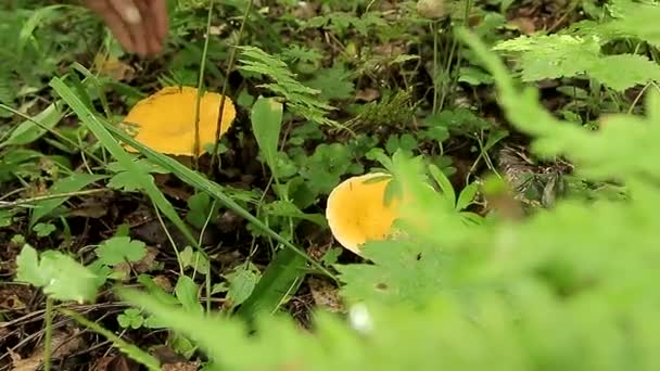 Apanhar cogumelos na floresta — Vídeo de Stock