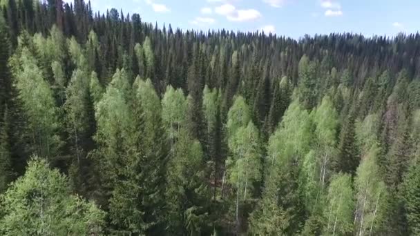 Kamerarörelser tillbaka ovanför skogen (quadrocopter, låg flygning) — Stockvideo