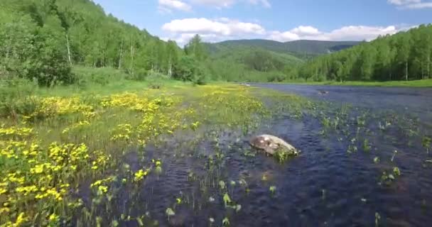 Repülés során, a part menti része a folyó, sárga virágok (quadrocopter borított) — Stock videók