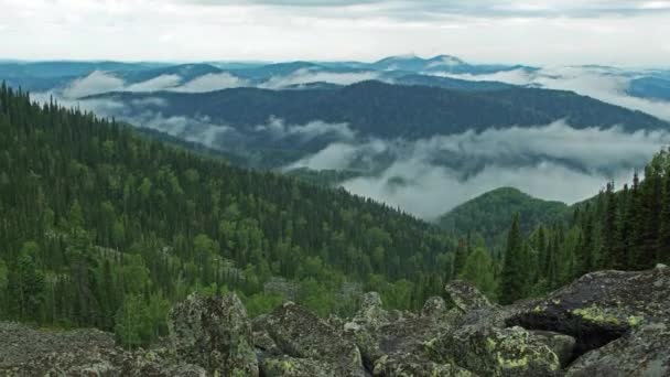 Nebel über dem Wald — Stockvideo