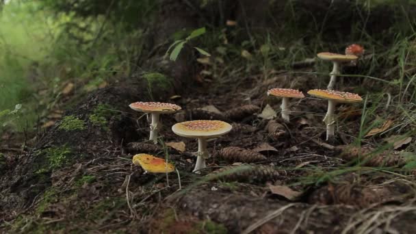 Amanita. Champignons non comestibles 