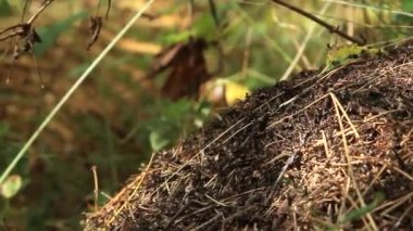Ormanda Ant Tepesi