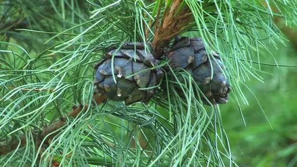 Pohon cedar Siberia. Pinus sibirica — Stok Video