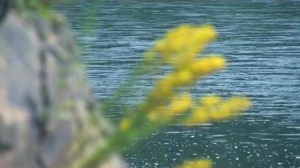 Flor selvagem amarela em uma rocha em um contexto de água — Vídeo de Stock