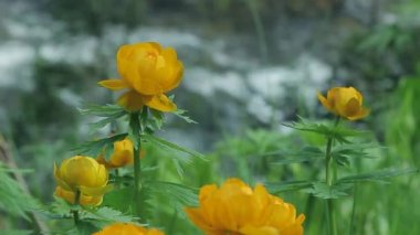 Küre-çiçek (Trollius)