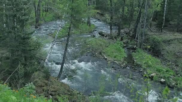 Râul taiga — Videoclip de stoc