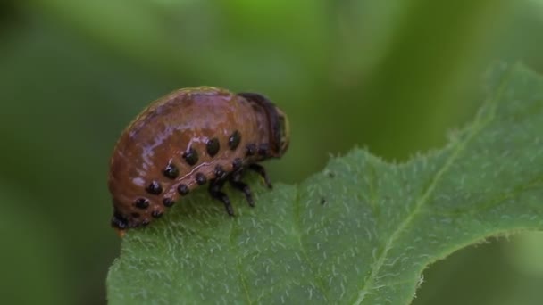 Colorado potato beetle (larvae) — Stock Video