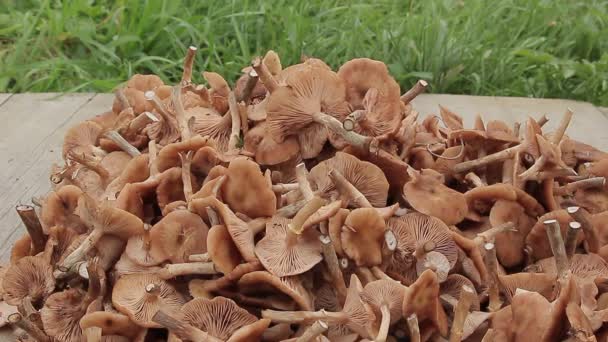 Handvol paddestoelen uit het forest — Stockvideo