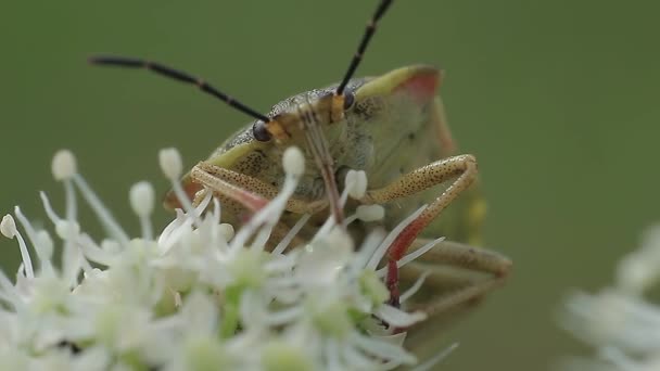 Bedbug berry — Stock Video