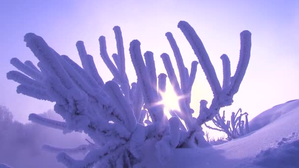 冬天的故事 — 图库视频影像