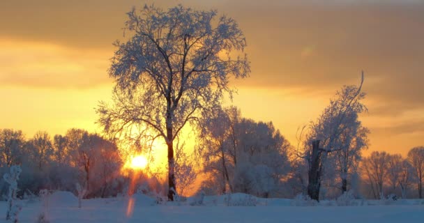 Sonnenuntergang im Winterwald (Zeitraffer)) — Stockvideo