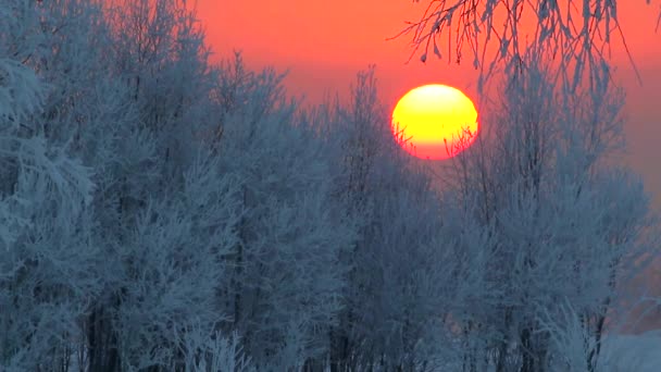 Floresta de inverno ao pôr do sol — Vídeo de Stock