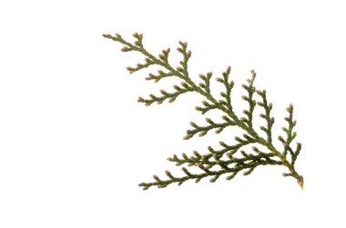 Beyaz arka plan üzerinde izole Mazı (bitki). Kış kavramı, yeni yıl, ho