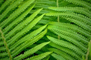 Yeşil eğreltiotu yapraklarının arkaplanı