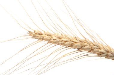 Beyaz arka plan kesme izole buğday kulak