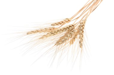 Beyaz bir arka plan üzerinde olgun buğday kulaklar. Başarı kavramı. İnci