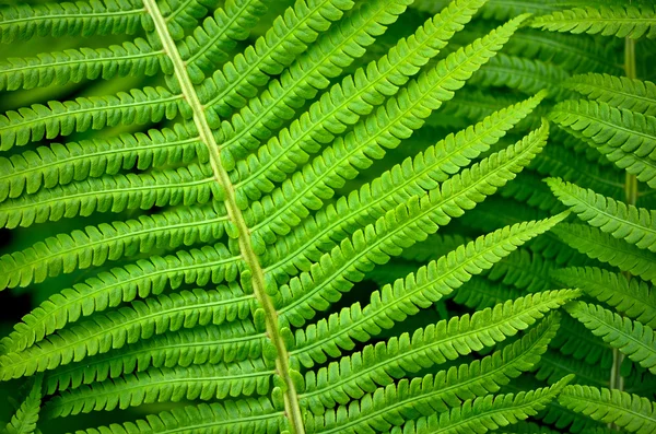 Фон зеленых листьев папоротника — стоковое фото