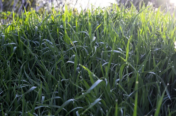 Rugiada del mattino sull'erba verde — Foto Stock