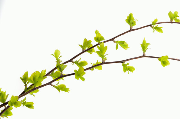 branch with young green leaves on a white background