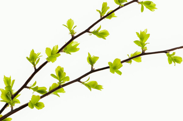 ветка с зелеными листьями на белом фоне
