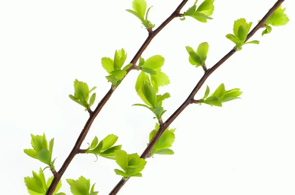 Gren med unga gröna blad på vit bakgrund — Stockfoto