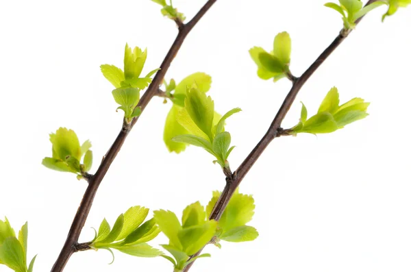 A fiatal zöld levelek, fehér alapon ág — Stock Fotó