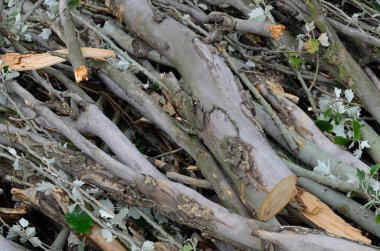Kuru odun yığını. çırpı Grup