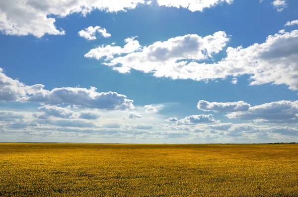 Campo di girasole contro il cielo nuvoloso blu giorno d'estate — Foto Stock