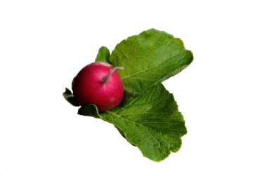 Beyaz arkaplanda turplar