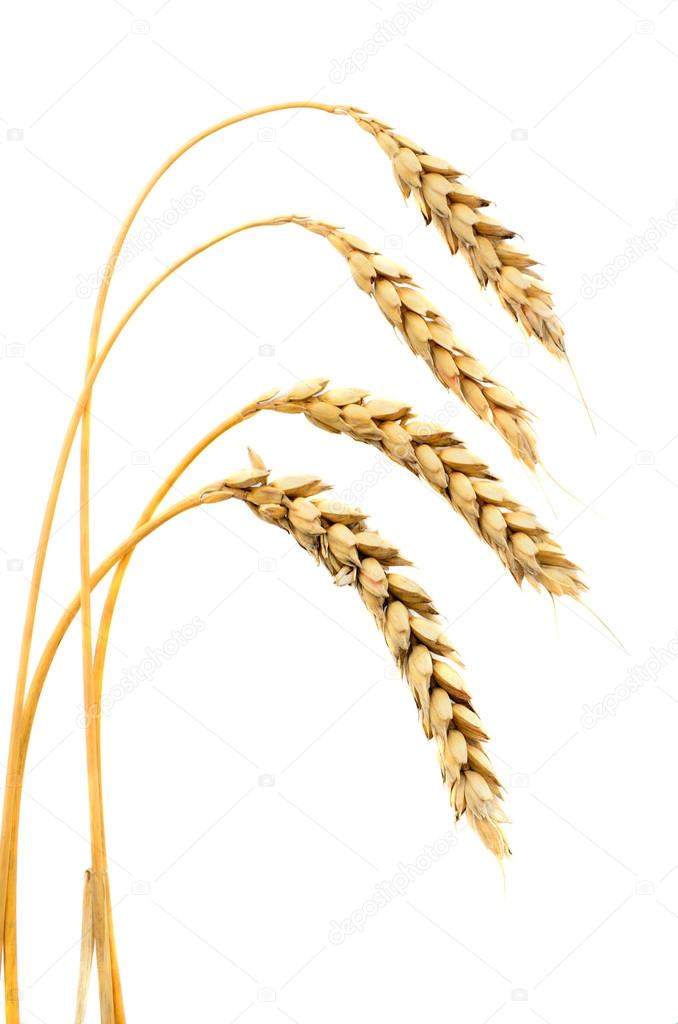 ears of ripe wheat on a white background