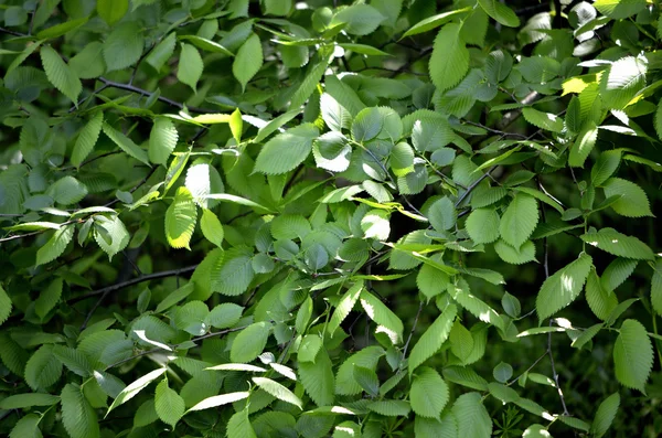 Leaf elm tree in the forest — Stock Photo, Image