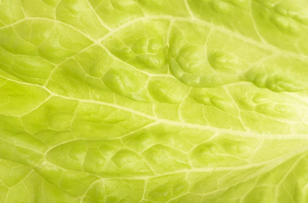 Tło zielony liść sałaty — Zdjęcie stockowe
