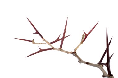 a lot of acacia branches with thorns isolated on white backgroun clipart