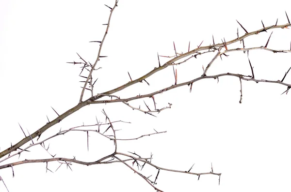 Thorn branch Stock Photos, Royalty Free Thorn branch Images | Depositphotos