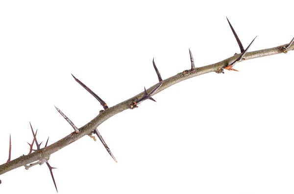 En hel del acacia grenar med törnen isolerad på vita bak — Stockfoto