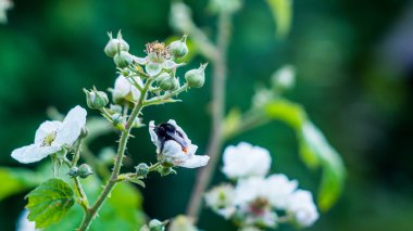 BlackBerry çiçek uyku bumblebee