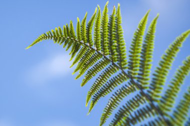 Mavi gökyüzü üzerinde kartal fern (Eğrelti otu) yaprak
