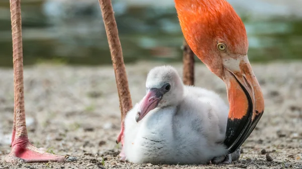 Karayip Flamingo piliç (Phoenicopterus ruber ruber) ve anne