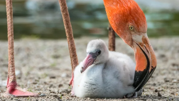Karayip Flamingo piliç (Phoenicopterus ruber ruber) ve anne - Stok İmaj